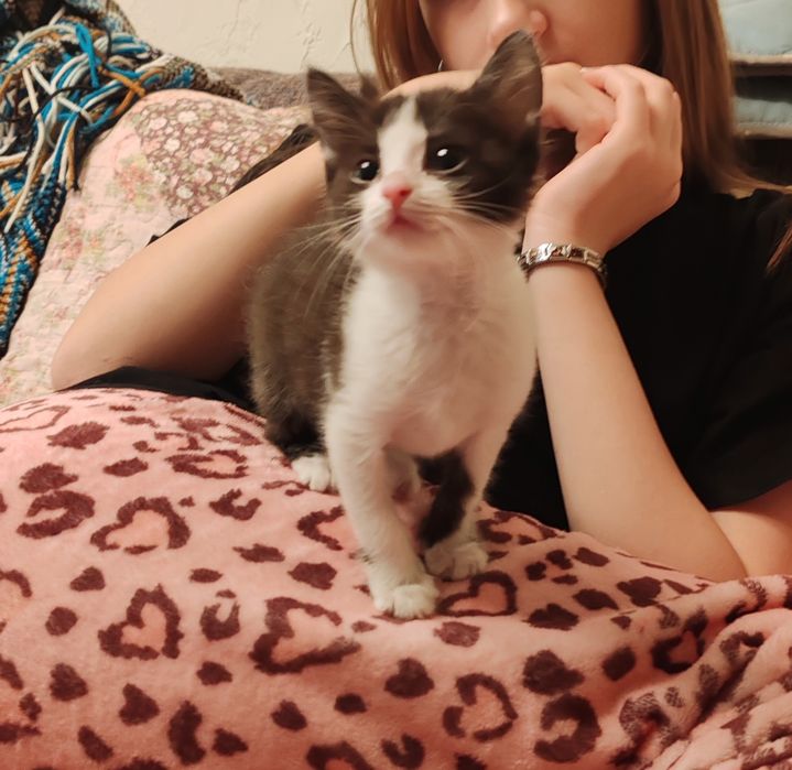 Котята 2 мес, мальчики и девочки