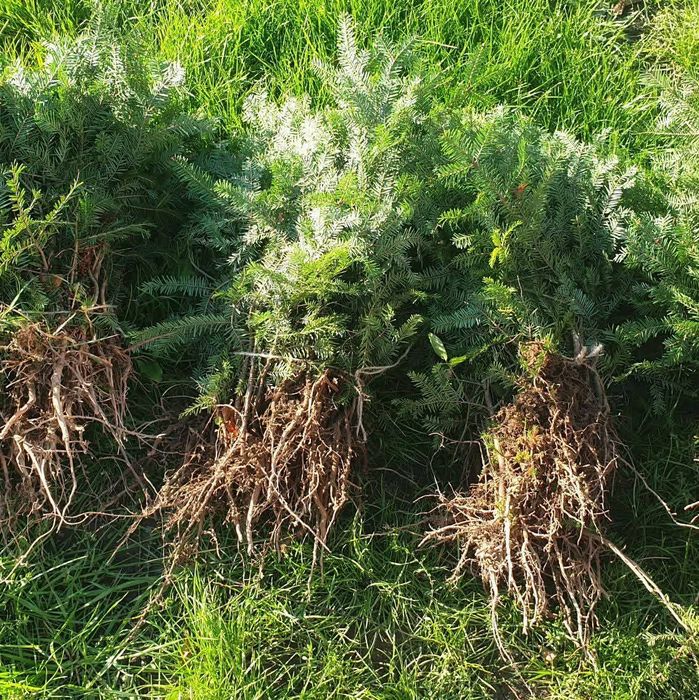 Vând puieți de plantare 40 bani