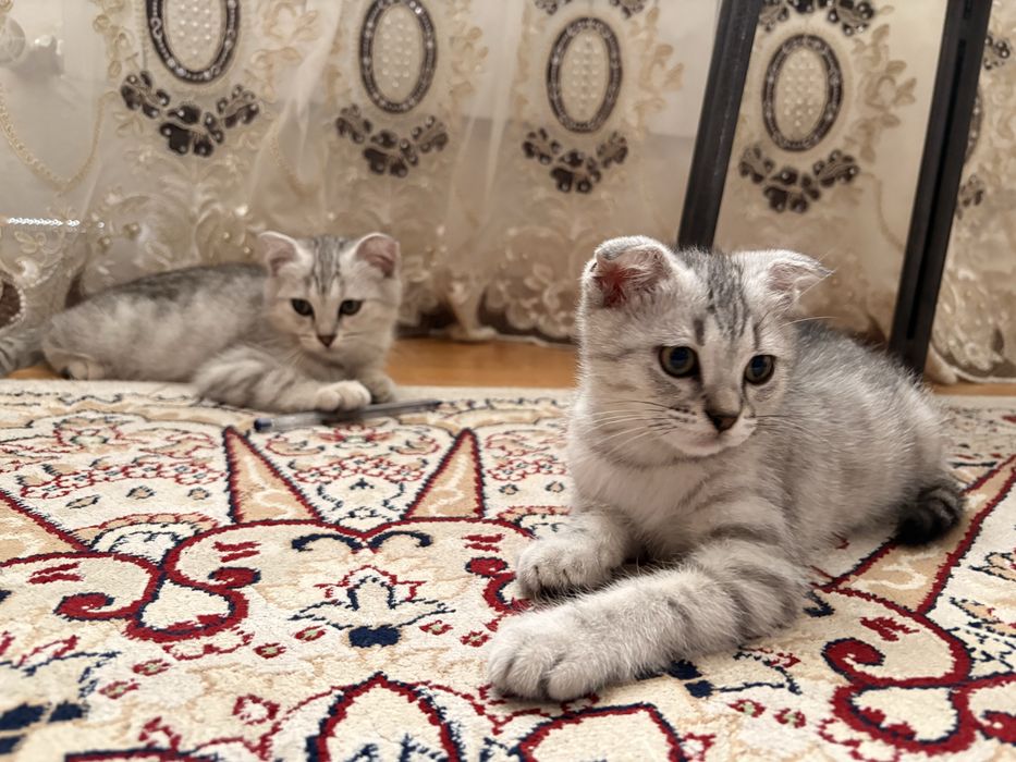 Котята шотландские вислоухие