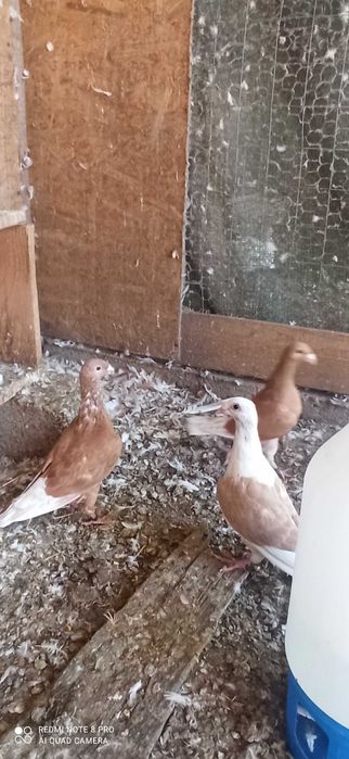 Porumbei de vânzare