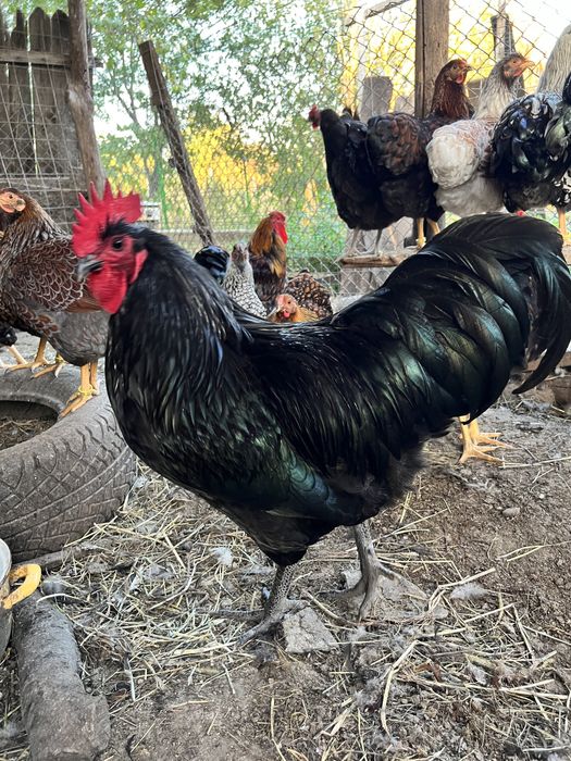 Oua gaini incubat Australorp negru si albastru - Trimit prin curier