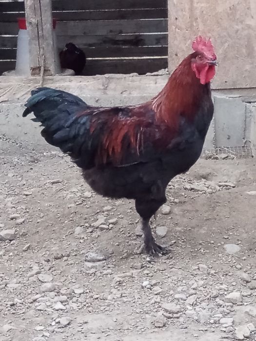 Cocos marans negru aramiu