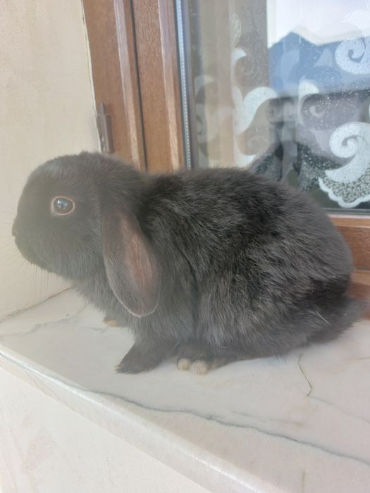 Iepuri pitici de Paște