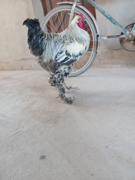 Брама Хуроз сотилади соглом