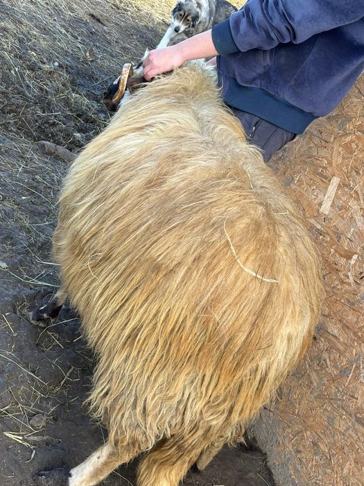 Vând berbec breaz, de 2 ani.