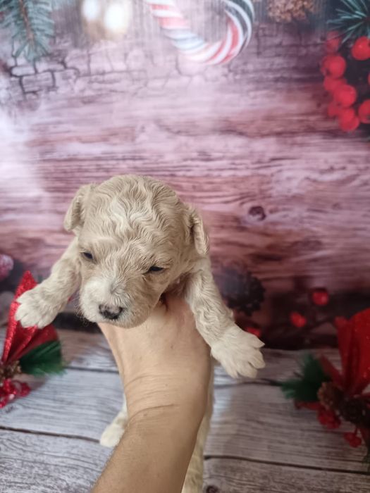 Замечательные детки Мальтипу