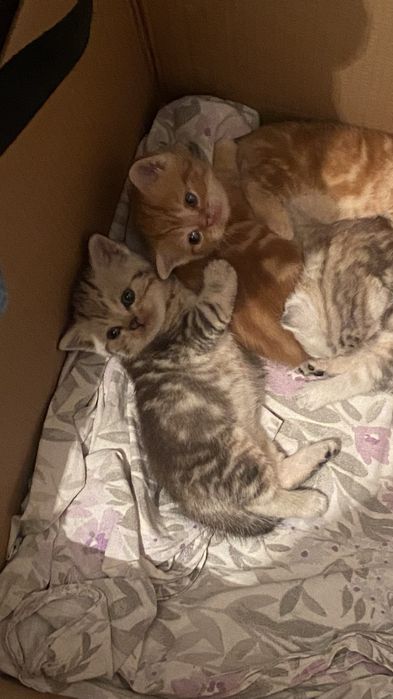 Шотландские котята