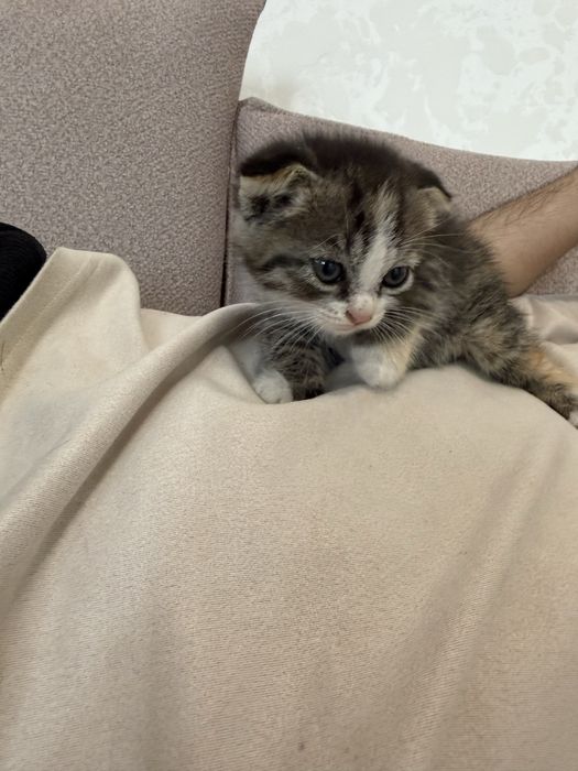 Продаются 3 котята