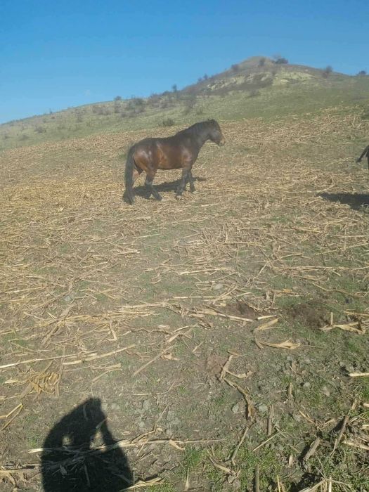 Cal de vânzare intre 3 si 4 ani