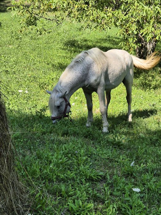 Vând armasar de 14 ani