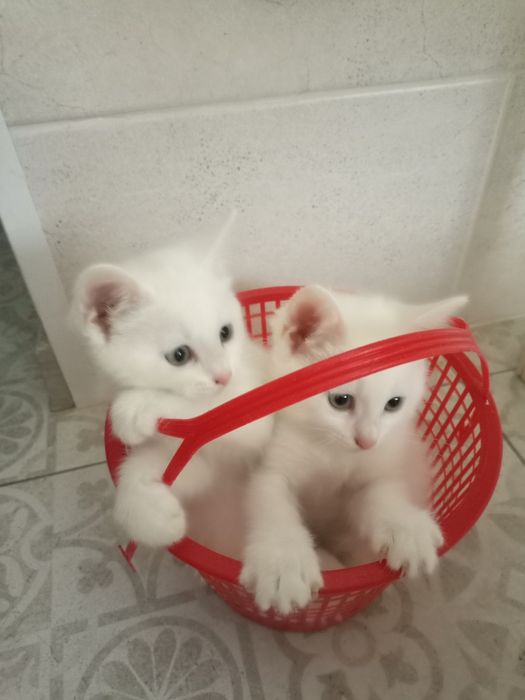 Продаются котята