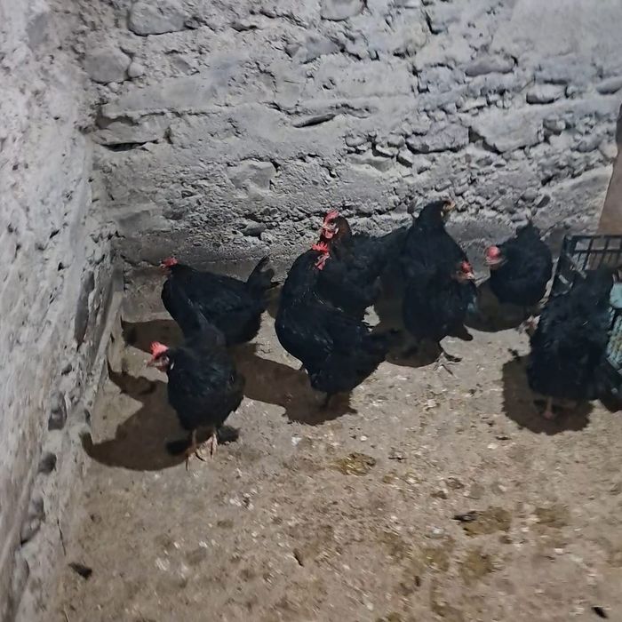 Gaini Marans negru și negru aramiu
