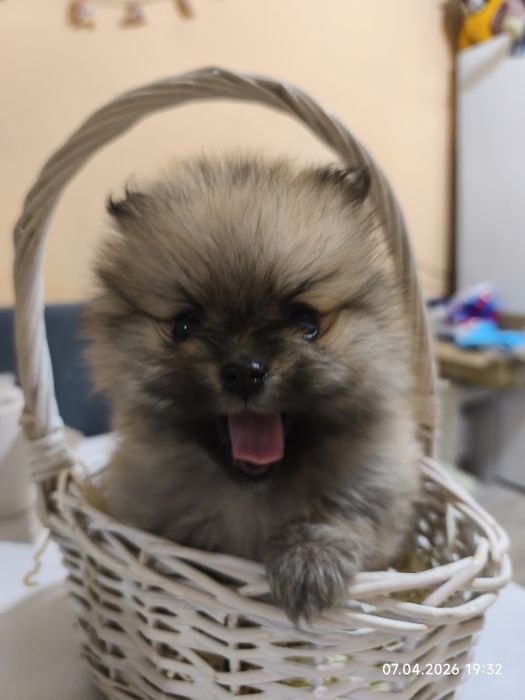 Продам щенков малого шпица