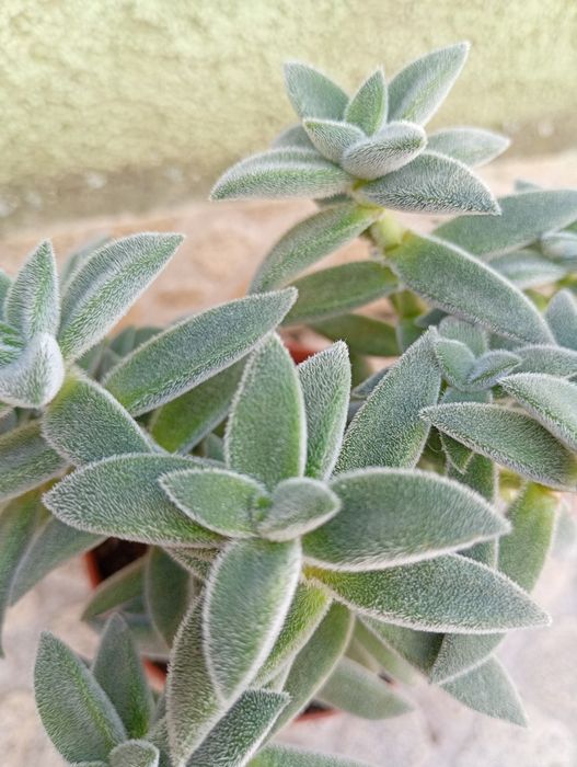 Красула/Седум Сиеболди/Сансевиерa/Антуриум