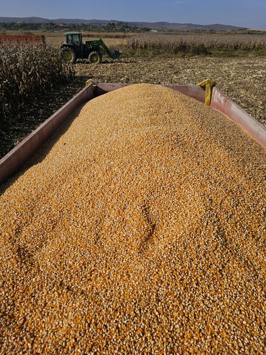 Vând Porumb boabe uscat calitate foarte bună