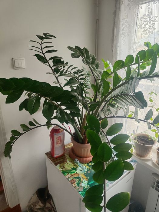 Продам взрослый Замиокулькас