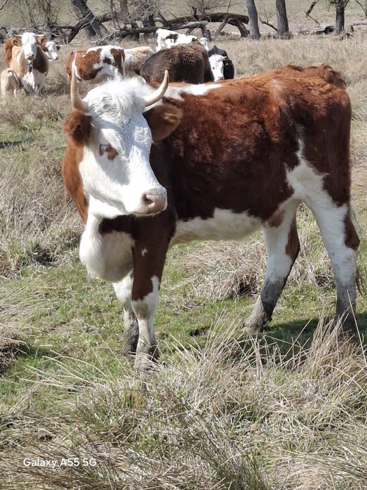 Vand taur si juninca