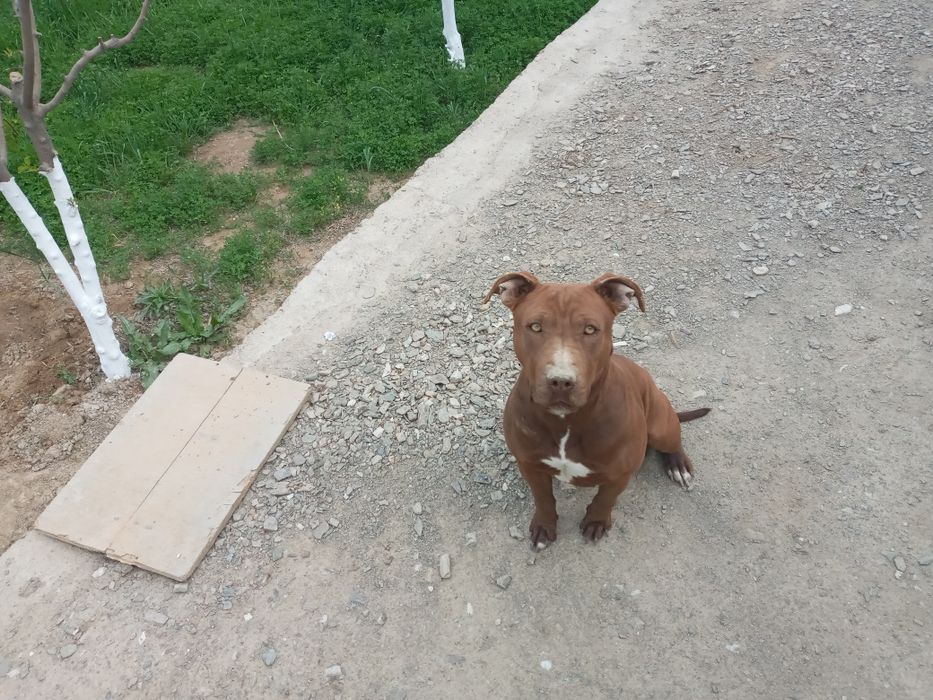 Srochni Pitbull sotiladi