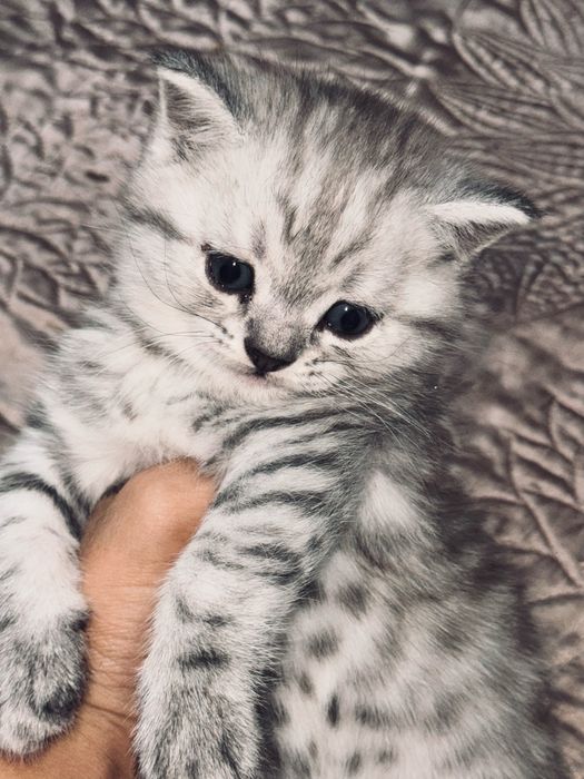 котята шотландской породы