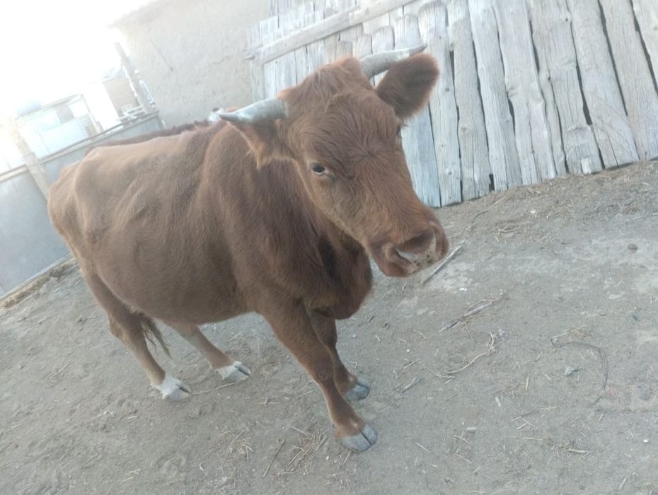 5 жасар сиыр сатылады