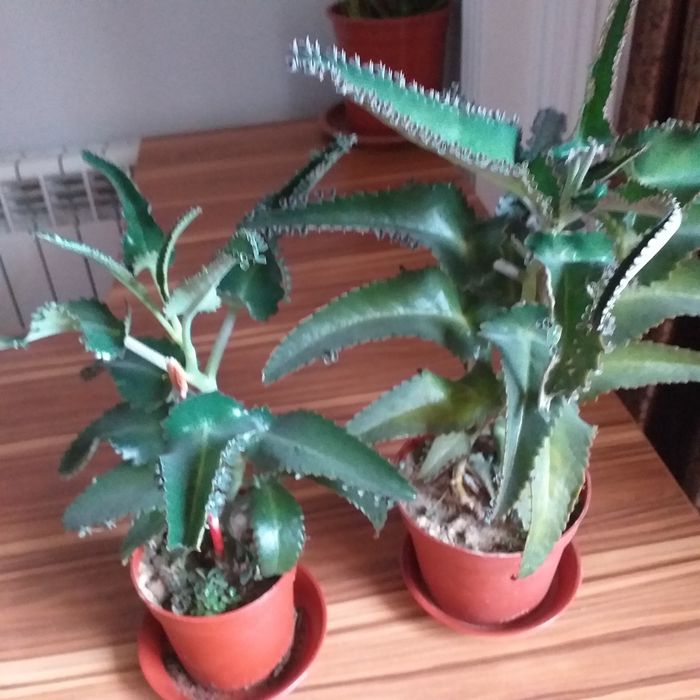 Каланхое домашний доктор