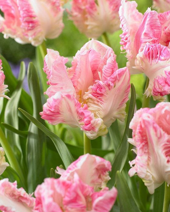 Тюльпаны луковицы