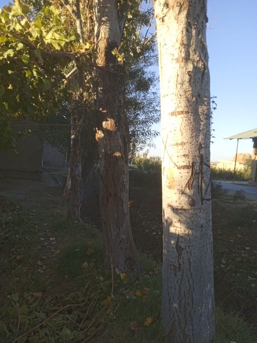 Sifati yaxshi qurtlamagan arzon