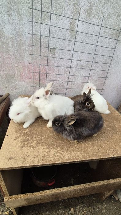 Iepurite  cap de leu