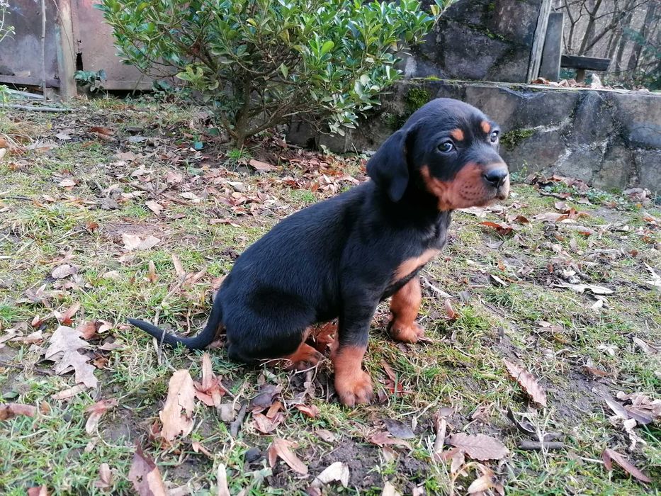 Femela copoi ardelenesc