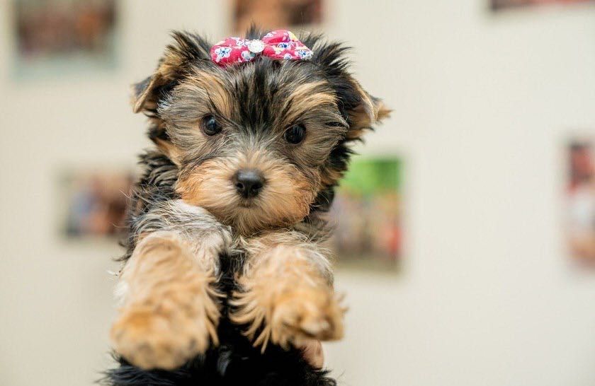 Йоркширской терьер Щенята