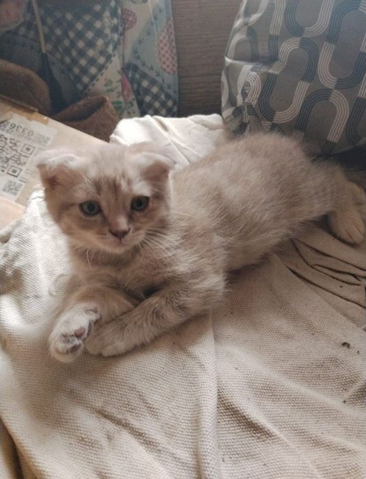 Котёнок веслоухий