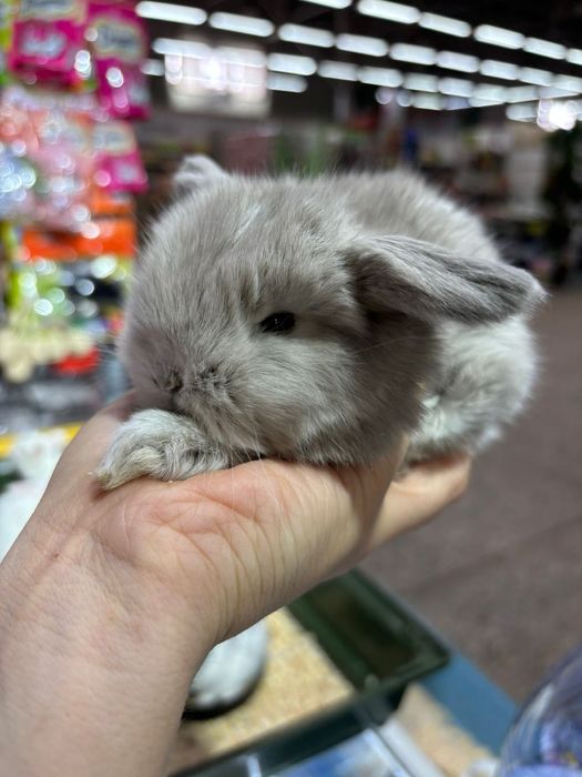 Кролики карликовые и декоративные