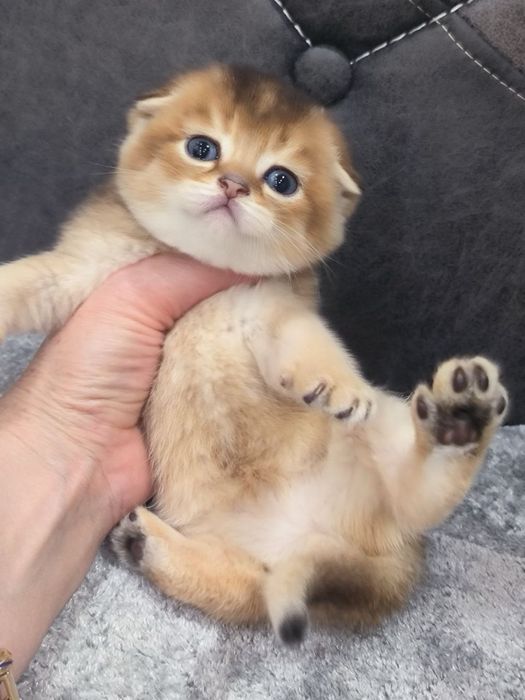 Скоттиш фолд шиншилла