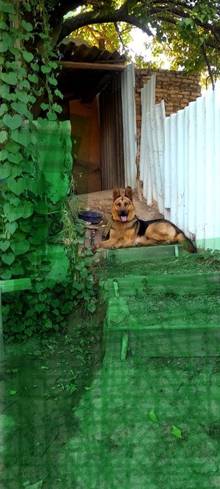 Собака немецкий авчарка