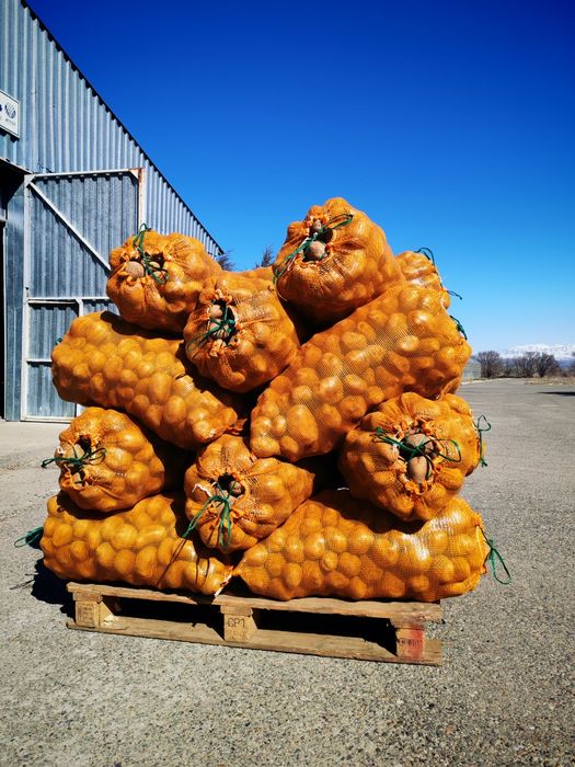 Картошка одборны