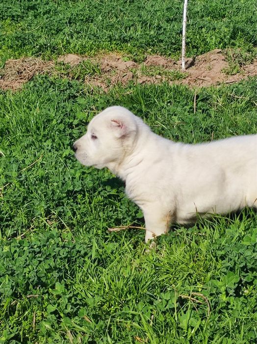 Сотилади Алабай тоза зотли