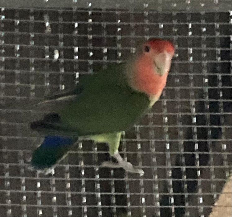 Pereche agapornis / papagal