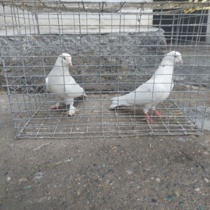 Гулбадам лет с игрой  летные