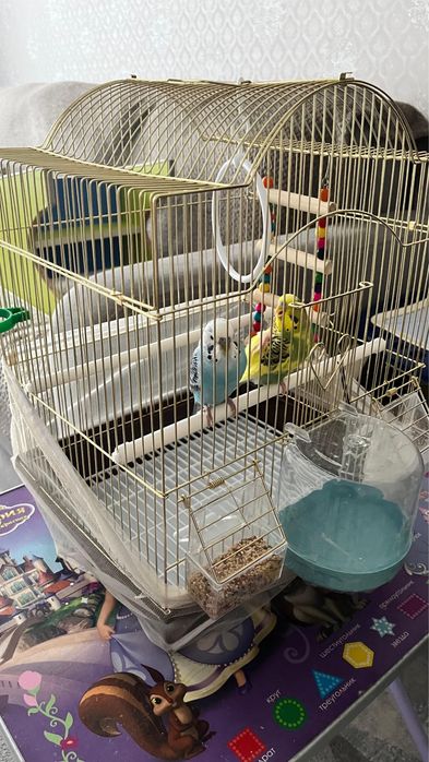 Продаются попугаи