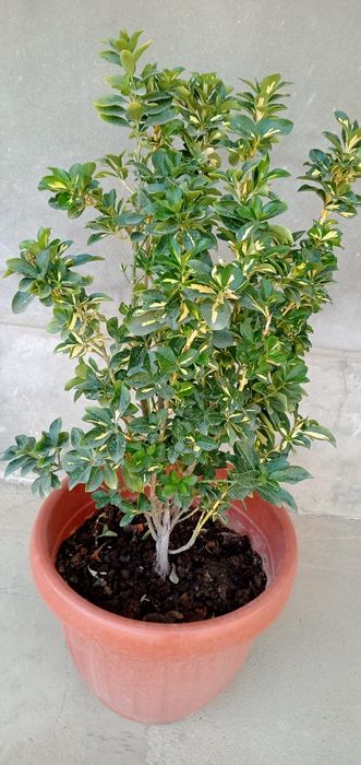 Yaltiroq bay . Shamshot