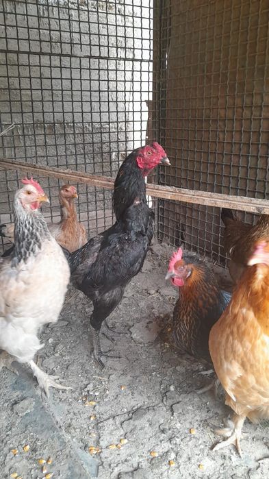 Петух ,    қораз