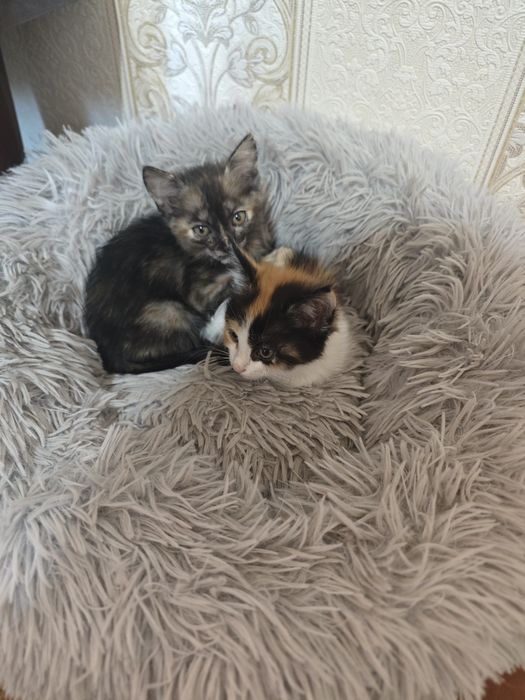 Кошечка в хорошие руки