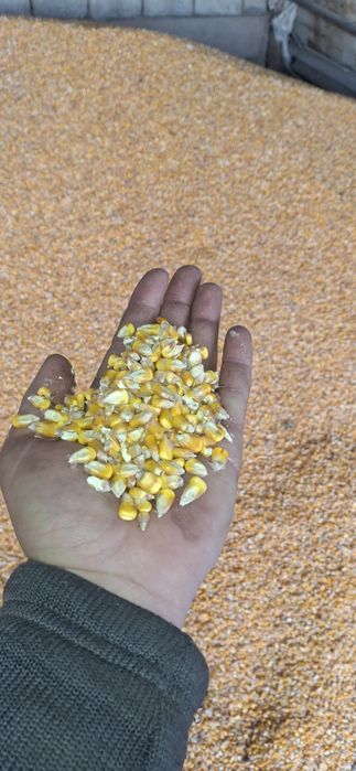 Vand grăunțe  recoltate anul asta