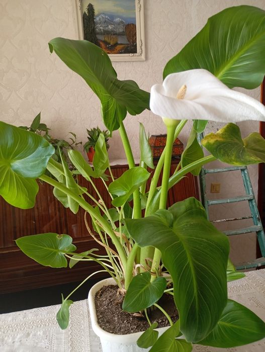 Продам цветок Калы.