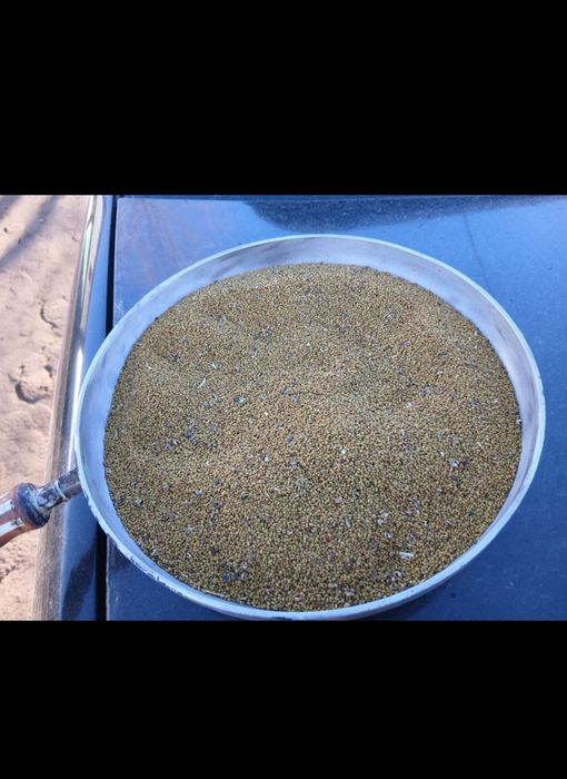 Жоңышқа тұқымы. Семена клевера