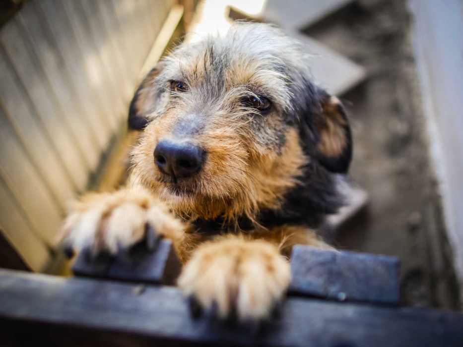 Obiectiv manual  TTartisan 17 mm f1.4  montura mft impecabil ca nou