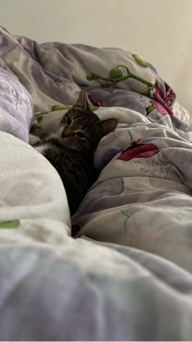 Отдам в добрые руки