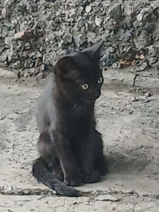 Отдам в добрые руки котят
