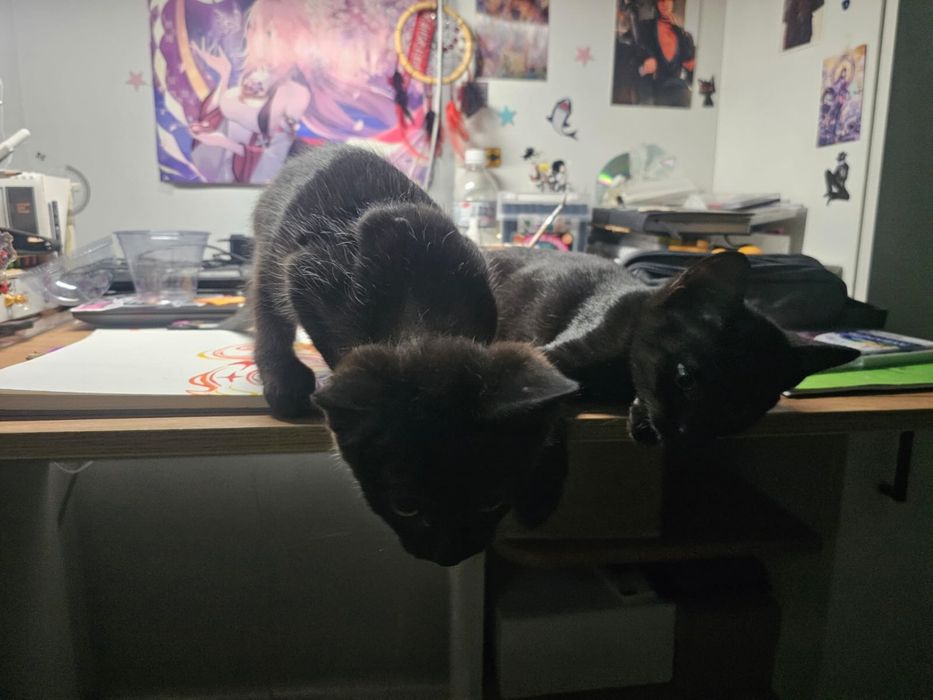 Котенок в хорошие руки
