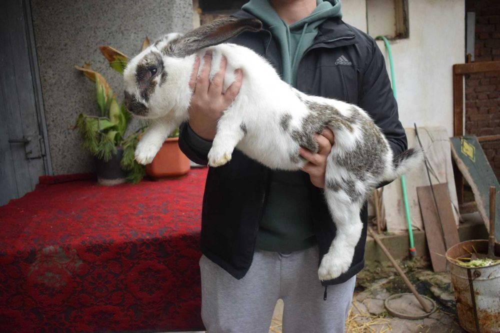 Продавам мъжки и женски зайци за разплод